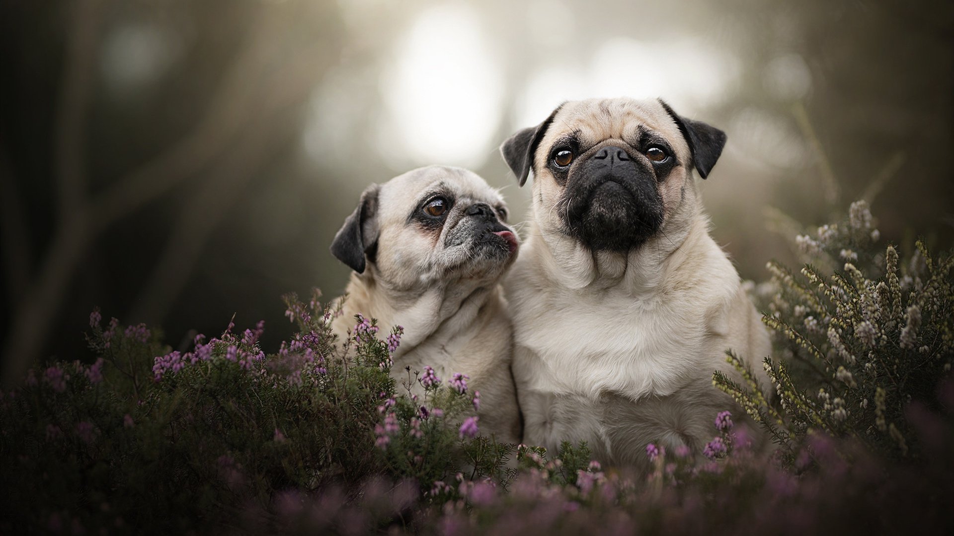 花滑世锦赛中国男单再创历史突破前十，男子花滑世锦赛冠军