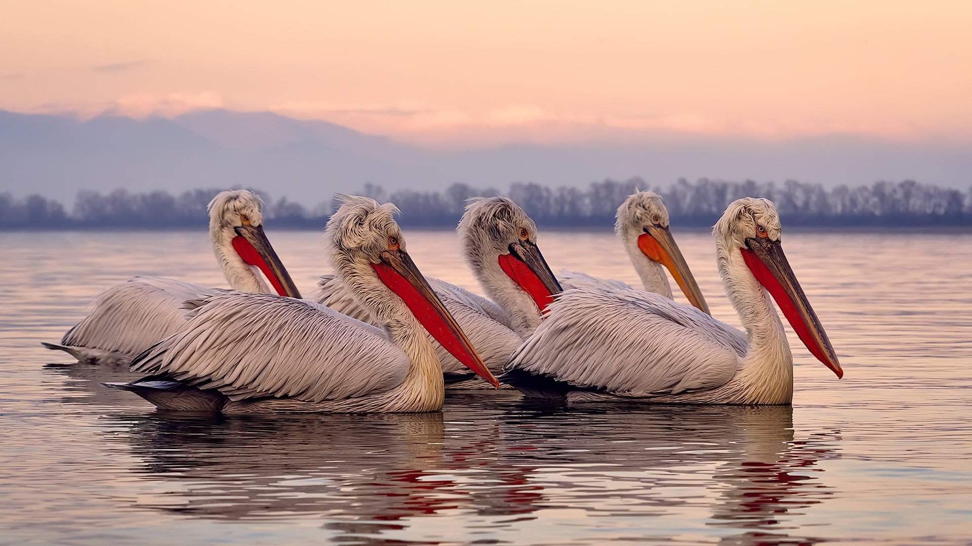 迈向未来：Chinese Taipei团队的全新战略蓝图，china taipei