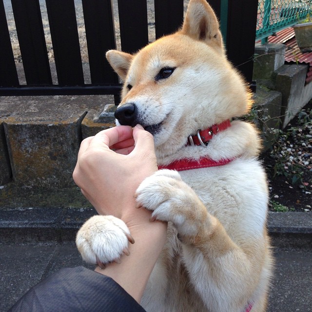 星空娱乐客服-塞尔维亚女篮在欧洲锦标赛中表现出色，争夺冠军荣耀，塞尔维亚女篮 欧洲冠军